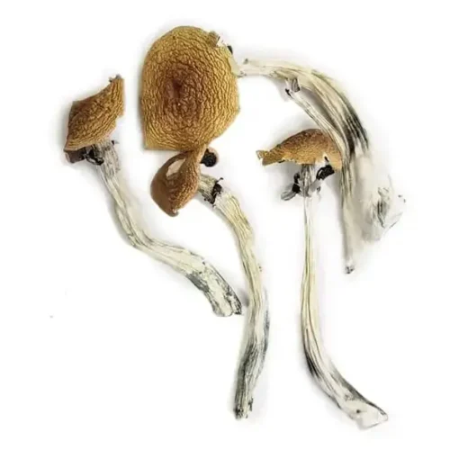 Wavy Cap Mushroom